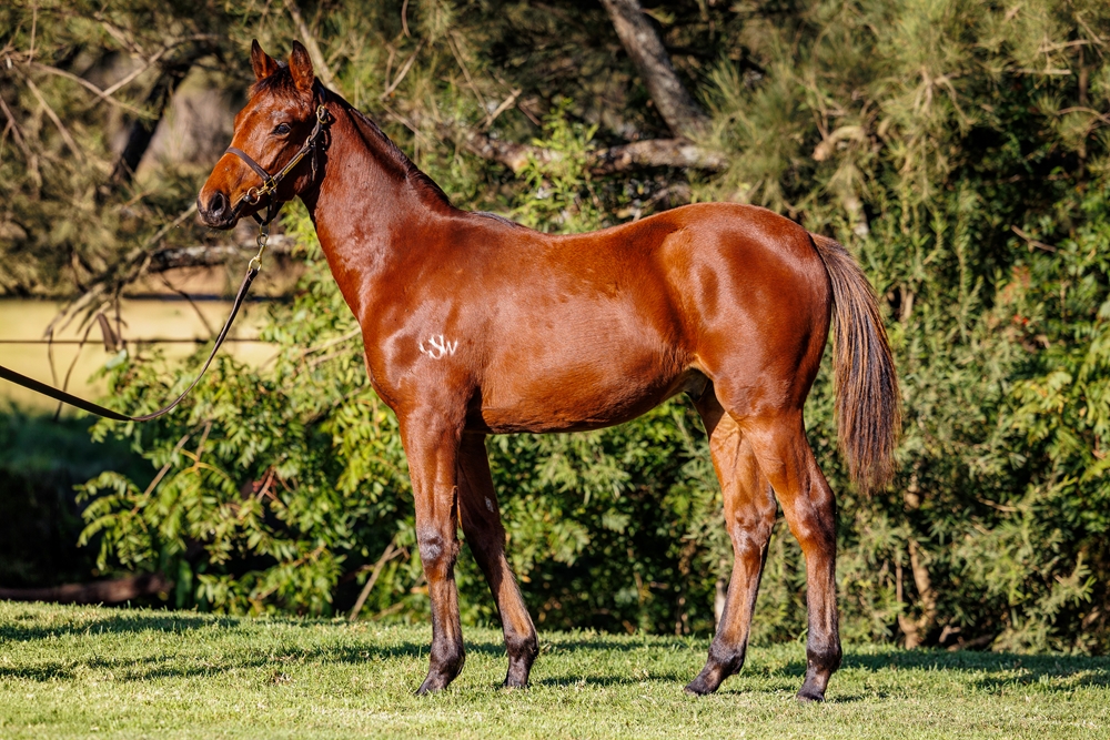 Pride of Dubai (AUS) / Habeebati (AUS) 2025 Colt - Image 1