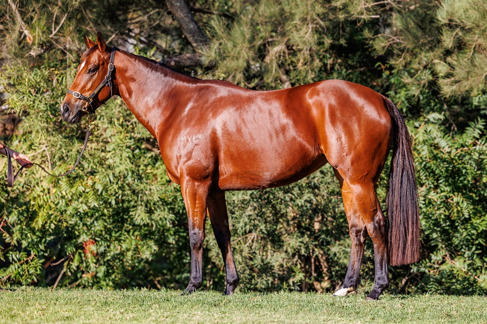 Super Gypsy (AUS) - Image 1