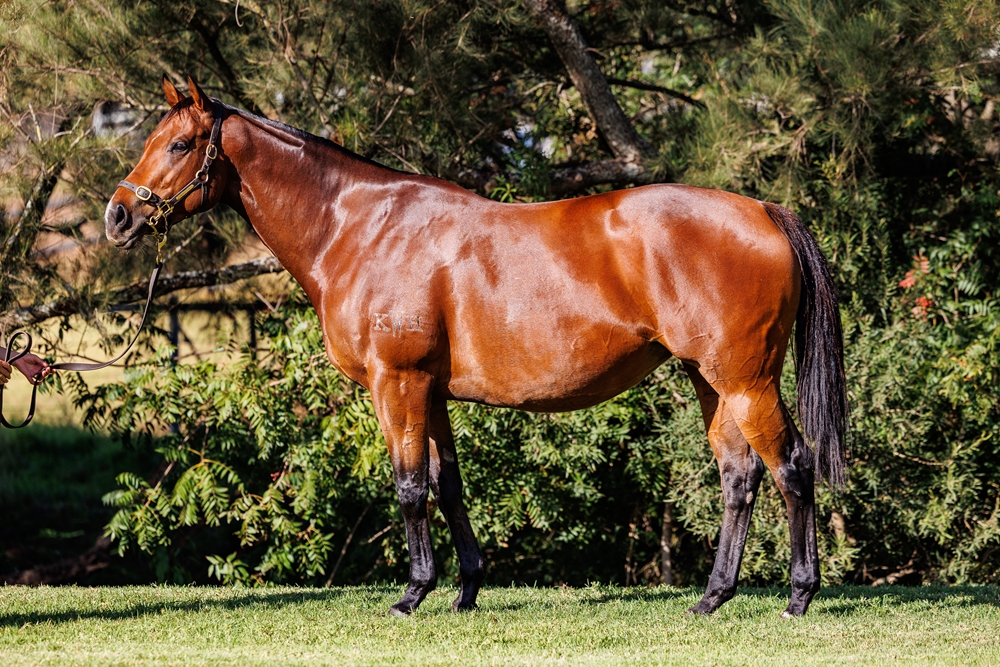 Fearnought (AUS) - Image 1