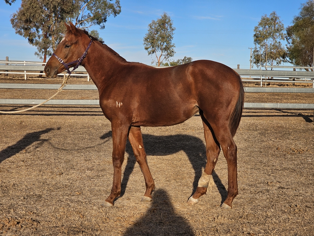 King's Legacy (AUS) / Sweet Mercy (AUS) 2025 Filly - Image 1