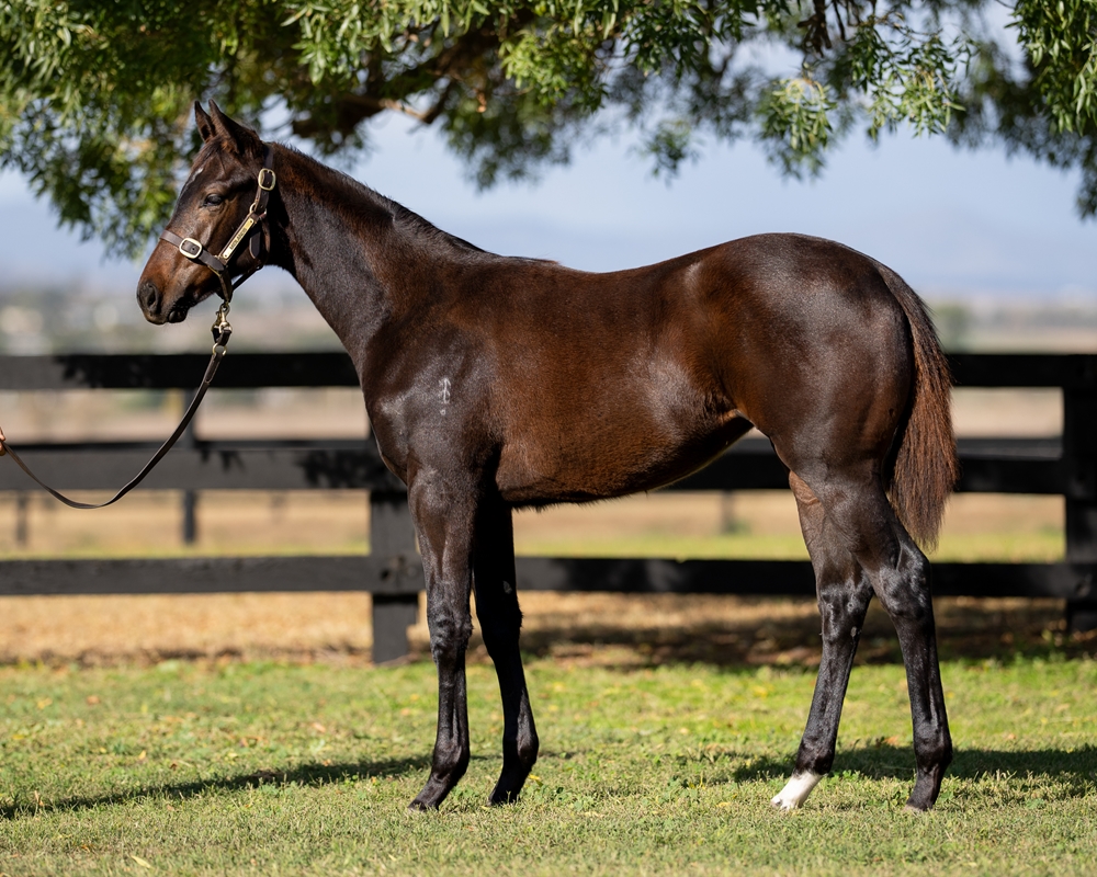 Wild Ruler (AUS) / Midsummer Rain (AUS) 2025 Filly - Image 1