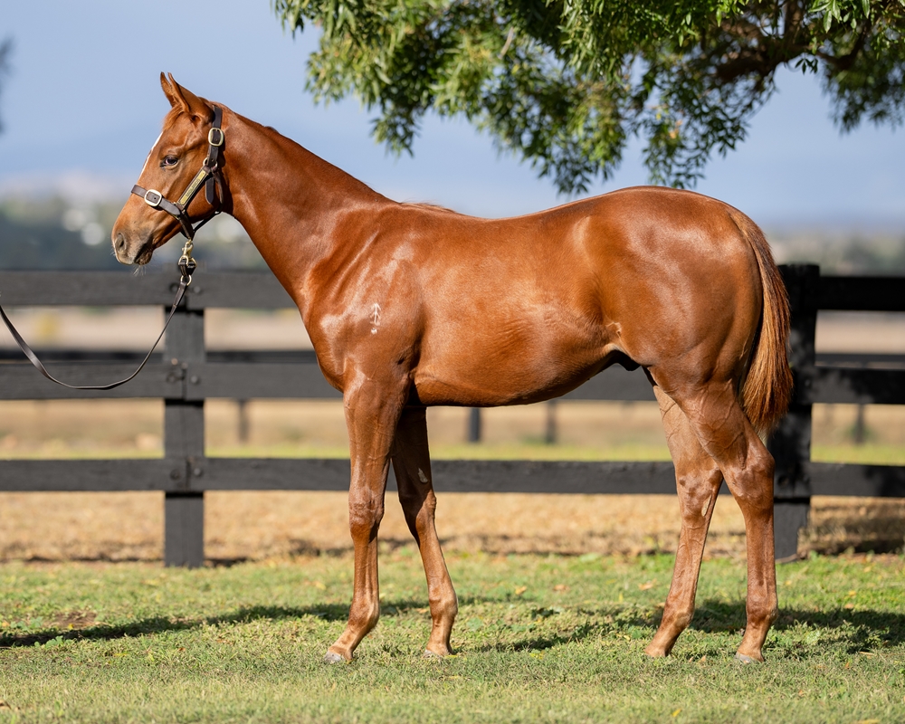 In the Congo (AUS) / Nancy Spain (NZ) 2025 Colt - Image 1