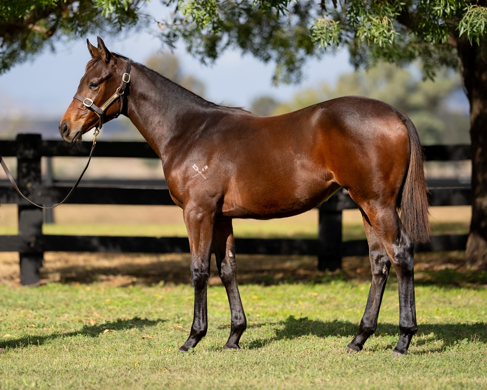 Hawaii Five Oh (AUS) / Samindi (AUS) 2025 Filly - Image 1