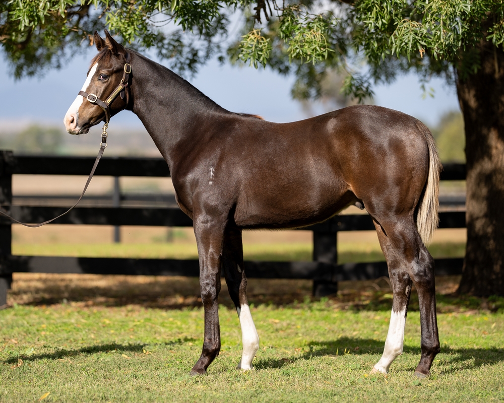 Russian Revolution (AUS) / Dodging Frypans (AUS) 2025 Colt - Image 1