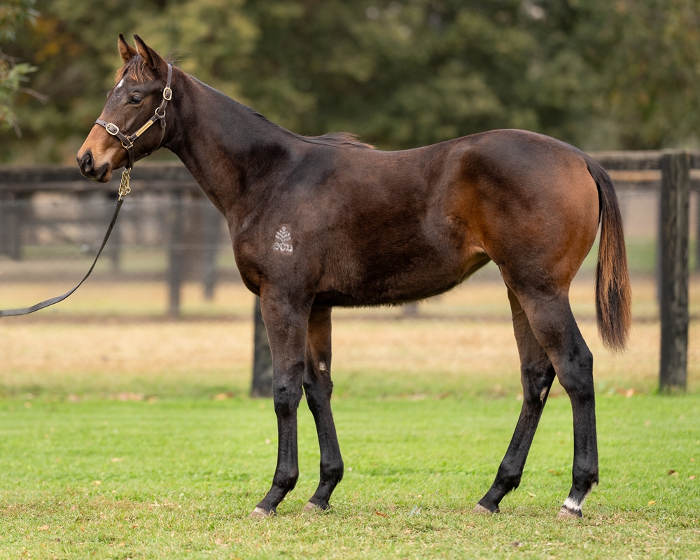 King's Gambit (AUS) / Lilas (NZ) 2025 Filly - Image 1
