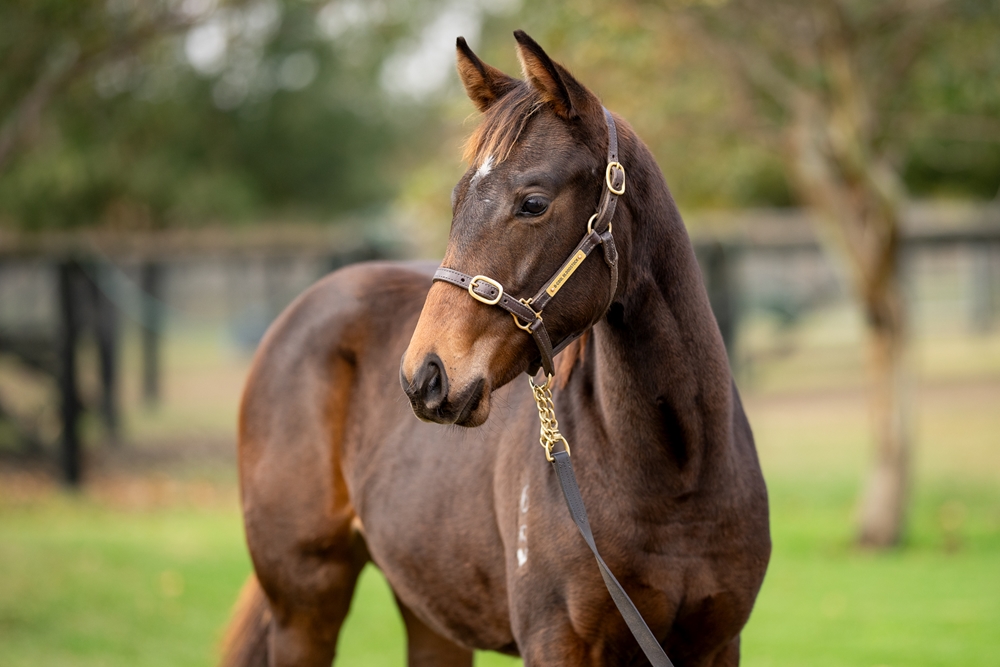 King's Gambit (AUS) / Lilas (NZ) 2025 Filly - Image 2