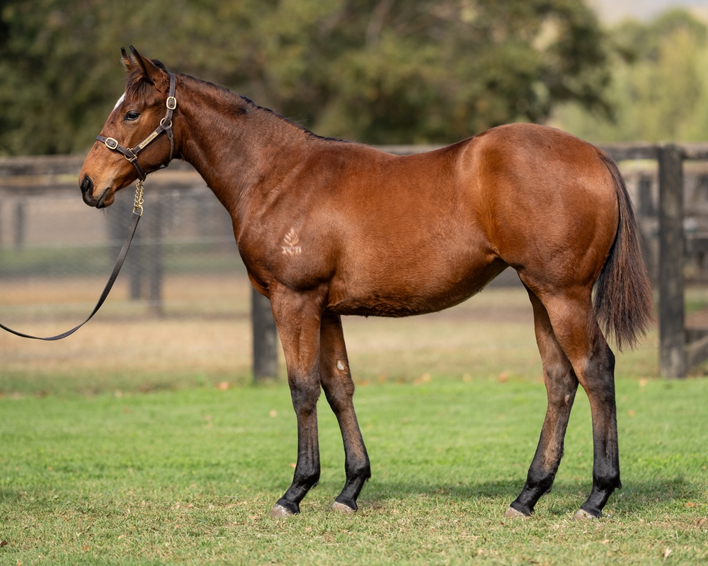 All Too Hard (AUS) / Miss Fox (AUS) 2025 Filly - Image 1