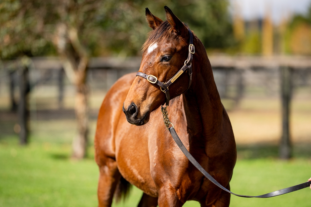 All Too Hard (AUS) / Miss Fox (AUS) 2025 Filly - Image 2