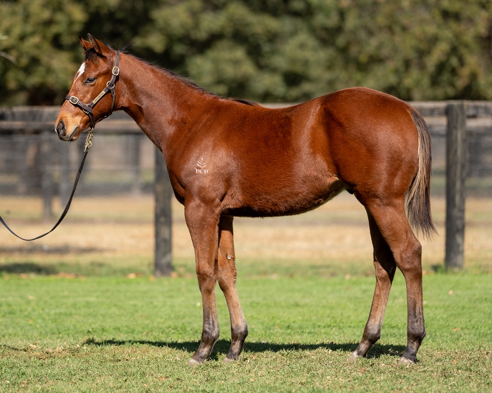 Artorius (AUS) / Money Heist (AUS) 2025 Colt - Image 1