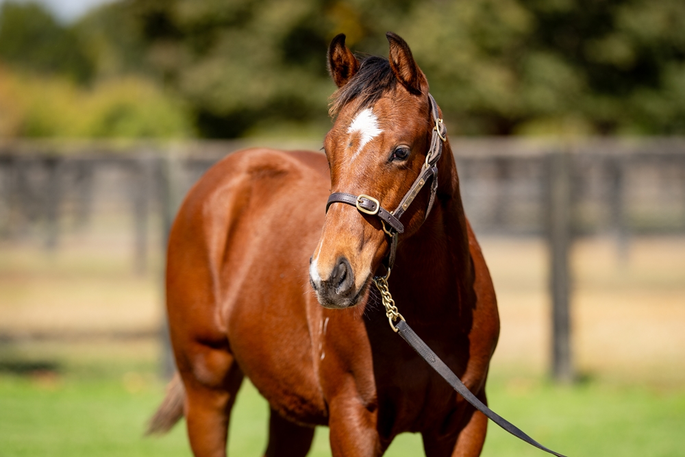 Artorius (AUS) / Money Heist (AUS) 2025 Colt - Image 2