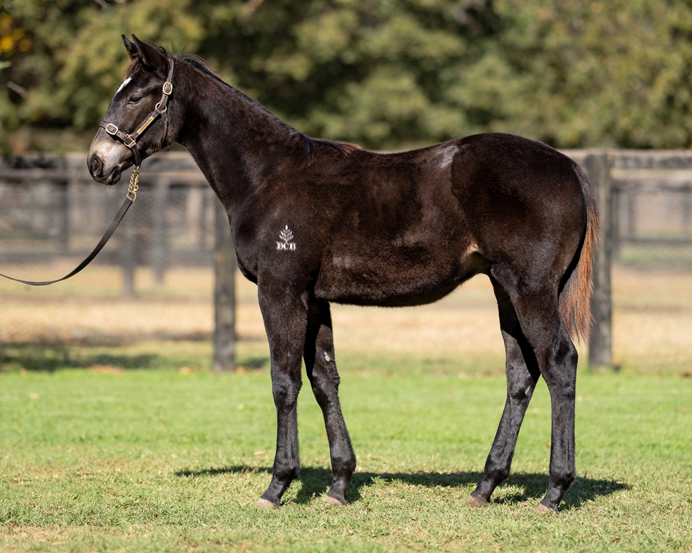 Hitotsu (AUS) / Set Me Up (AUS) 2025 Colt - Image 1