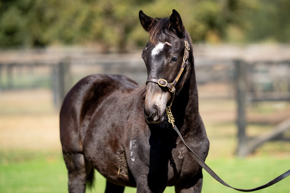 Hitotsu (AUS) / Set Me Up (AUS) 2025 Colt - Image 2
