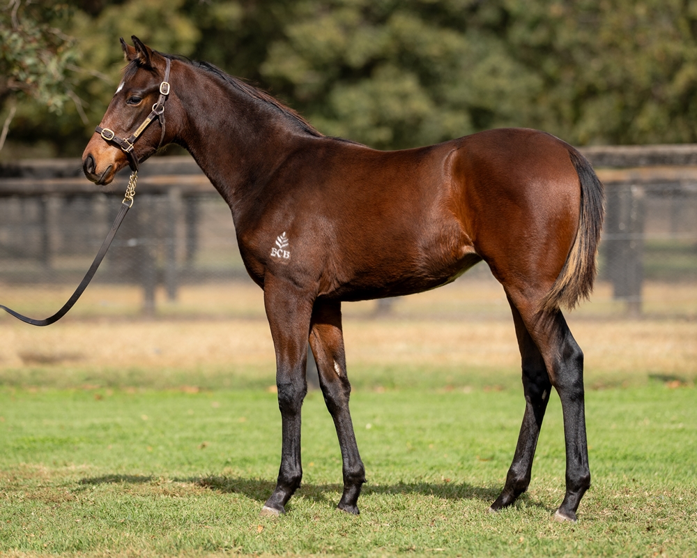 Panthalassa (JPN) / Snowden's Secret (NZ) 2025 Filly - Image 1