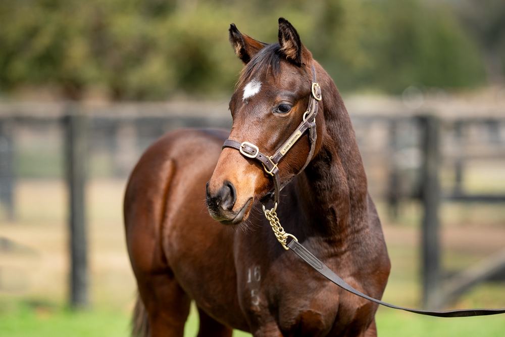 Panthalassa (JPN) / Snowden's Secret (NZ) 2025 Filly - Image 2