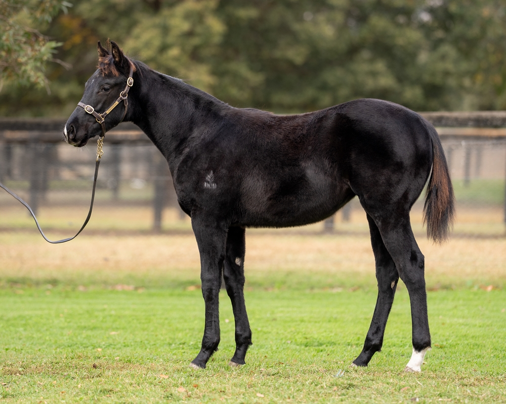 Dirty Work (AUS) / Tayrose (AUS) 2025 Filly - Image 1