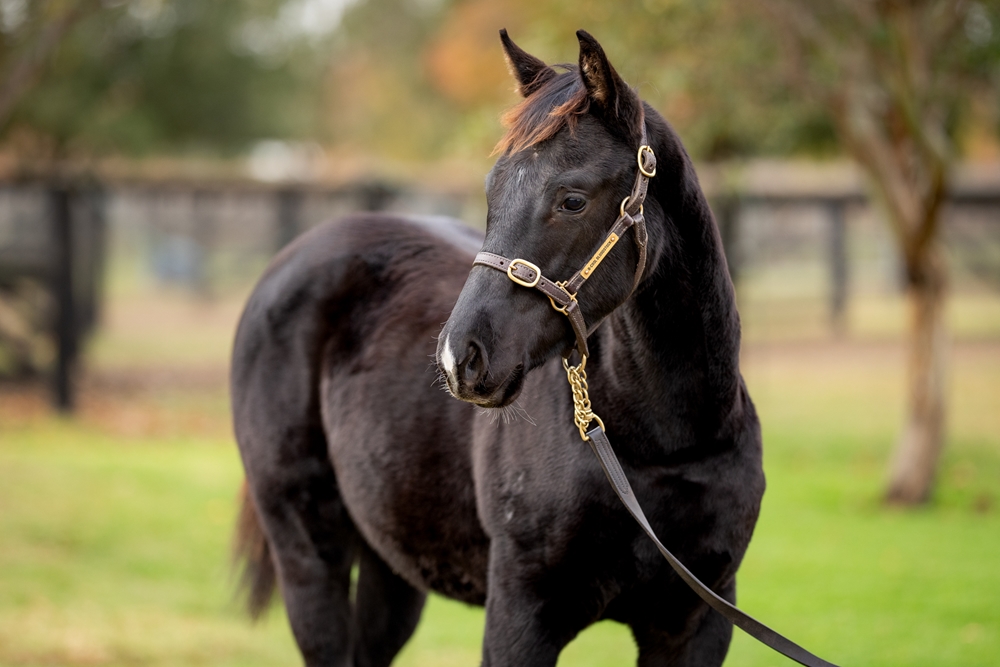 Dirty Work (AUS) / Tayrose (AUS) 2025 Filly - Image 2