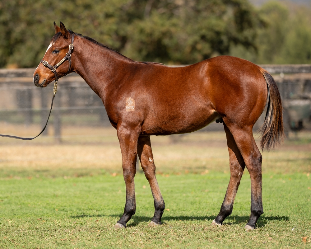 Cosmic Force (AUS) / Wendover (AUS) 2025 Colt - Image 1