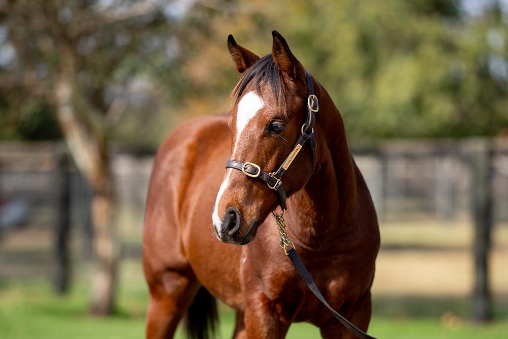 Cosmic Force (AUS) / Wendover (AUS) 2025 Colt - Image 2