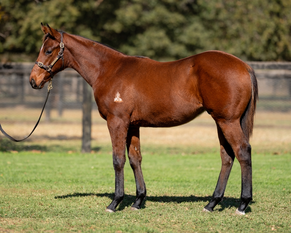 Admire Mars (JPN) / Congeniality (AUS) 2025 Colt - Image 1