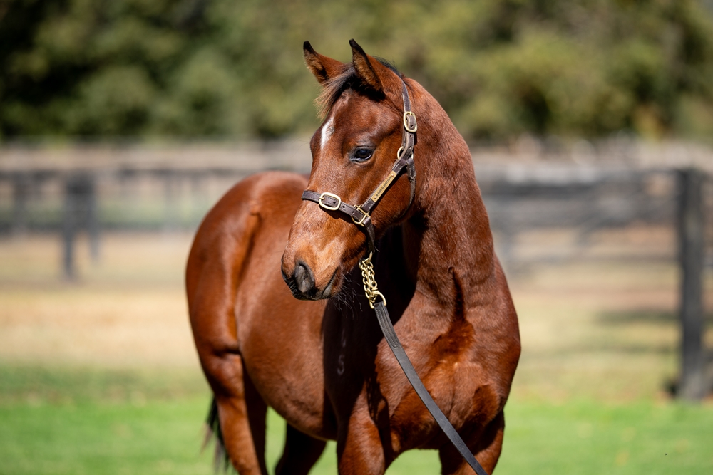 Admire Mars (JPN) / Congeniality (AUS) 2025 Colt - Image 2