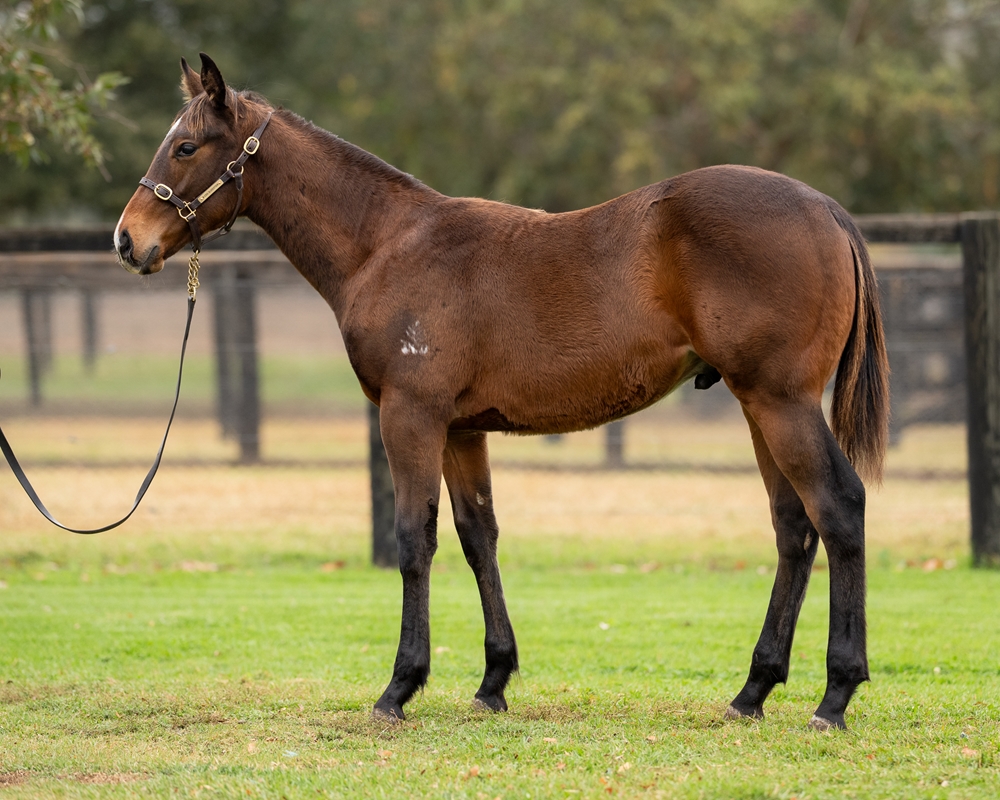 King's Legacy (AUS) / Eye See Things (AUS) 2025 Colt - Image 1