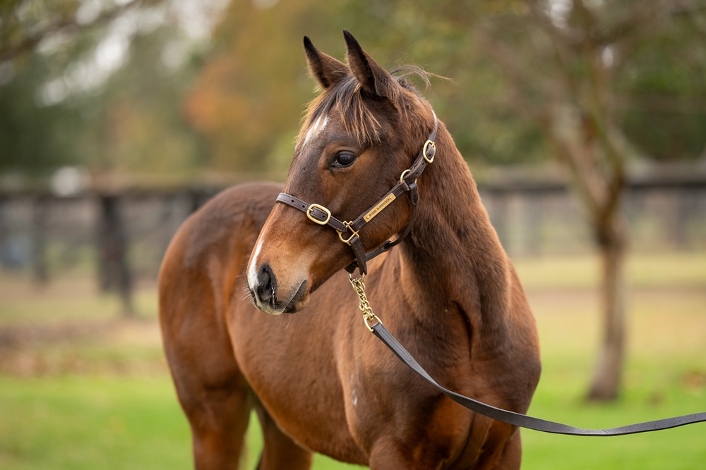 King's Legacy (AUS) / Eye See Things (AUS) 2025 Colt - Image 2