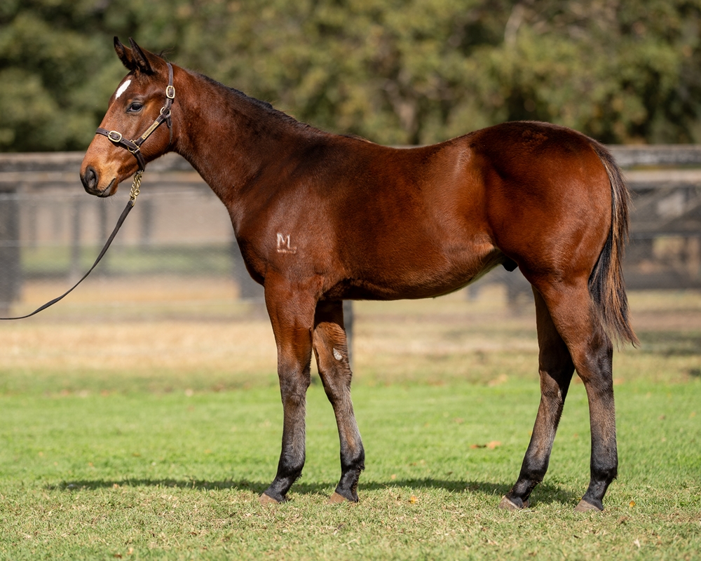 Acrobat (AUS) / Frazil (AUS) 2025 Colt - Image 1