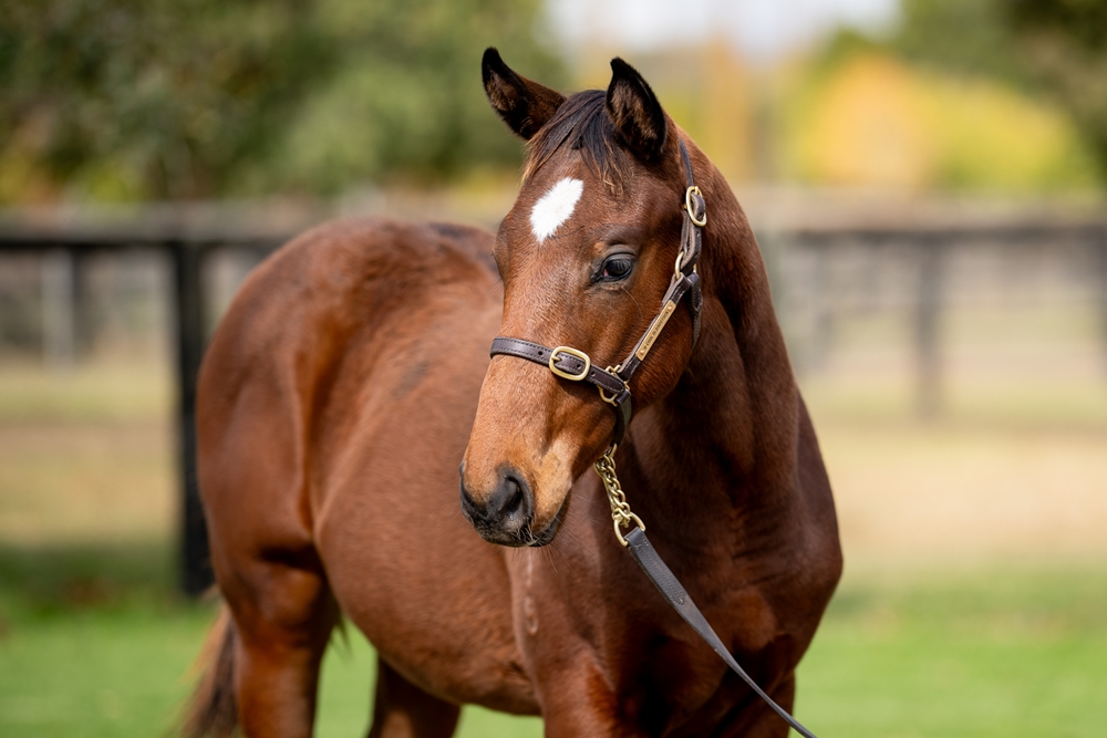 Acrobat (AUS) / Frazil (AUS) 2025 Colt - Image 2