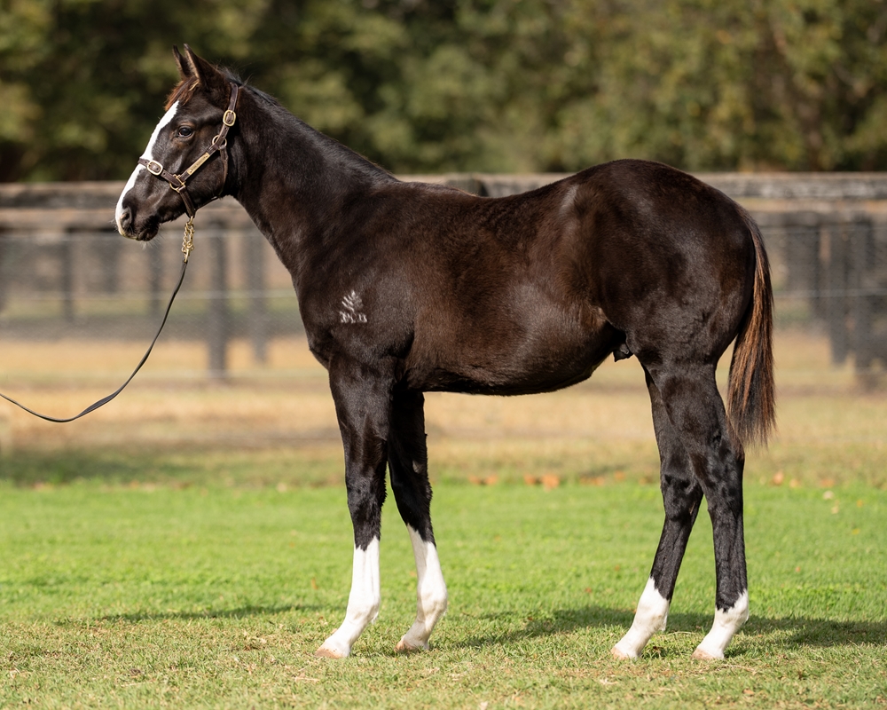 Hitotsu (AUS) / Galaxy Belle (NZ) 2025 Colt - Image 1
