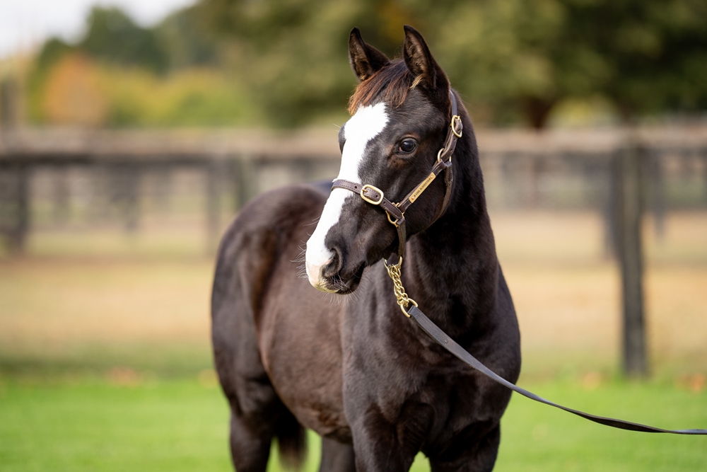 Hitotsu (AUS) / Galaxy Belle (NZ) 2025 Colt - Image 2