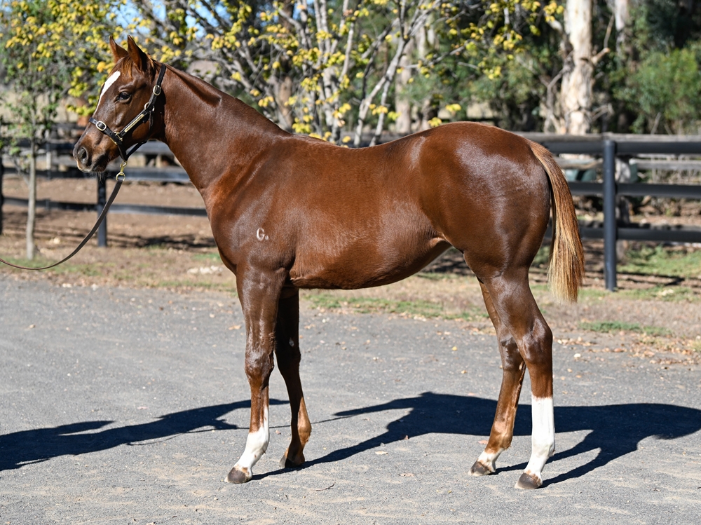 Russian Revolution (AUS) / Serene Miss (AUS) 2025 Filly - Image 1