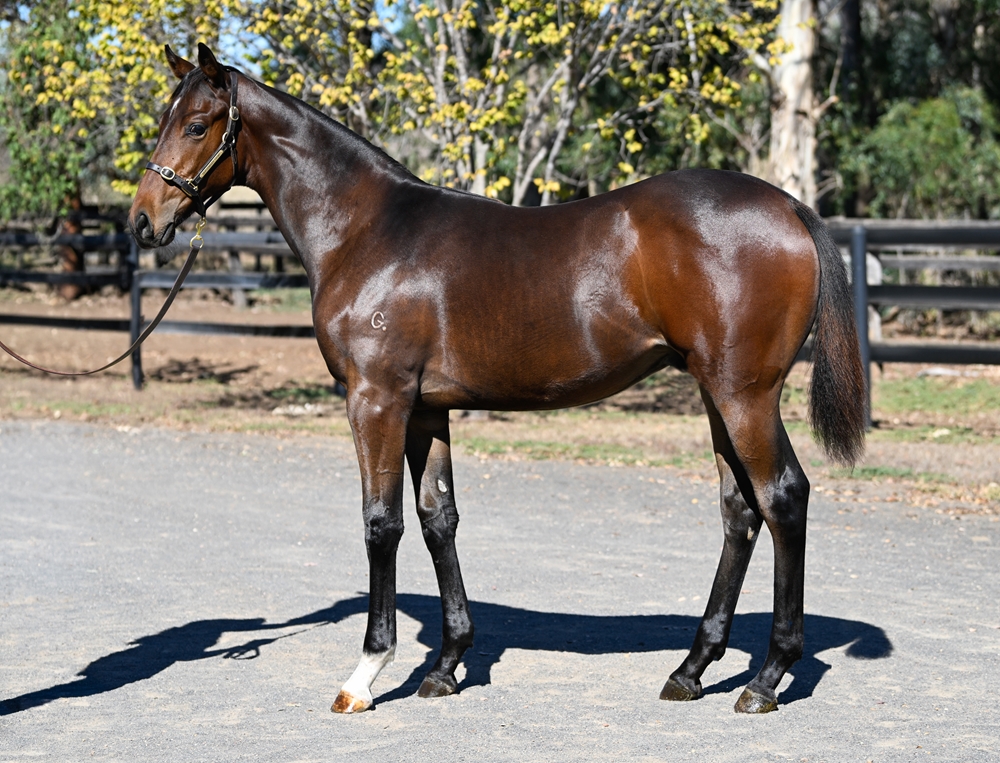 Exceedance (AUS) / Warrior of Peace (AUS) 2025 Colt - Image 1