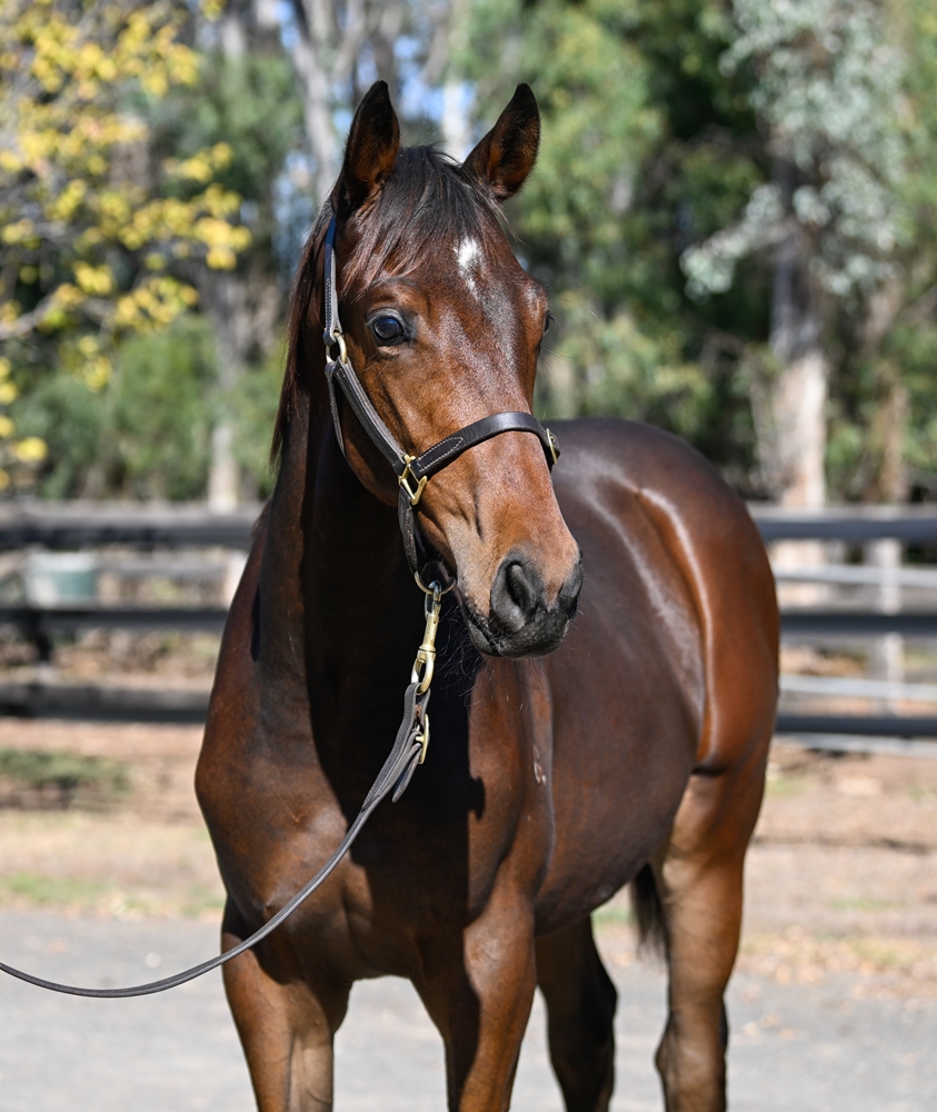 Exceedance (AUS) / Warrior of Peace (AUS) 2025 Colt - Image 2