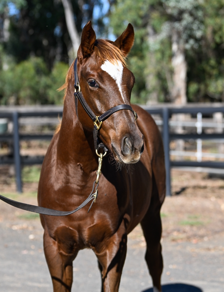 Russian Revolution (AUS) / Serene Miss (AUS) 2025 Filly - Image 2