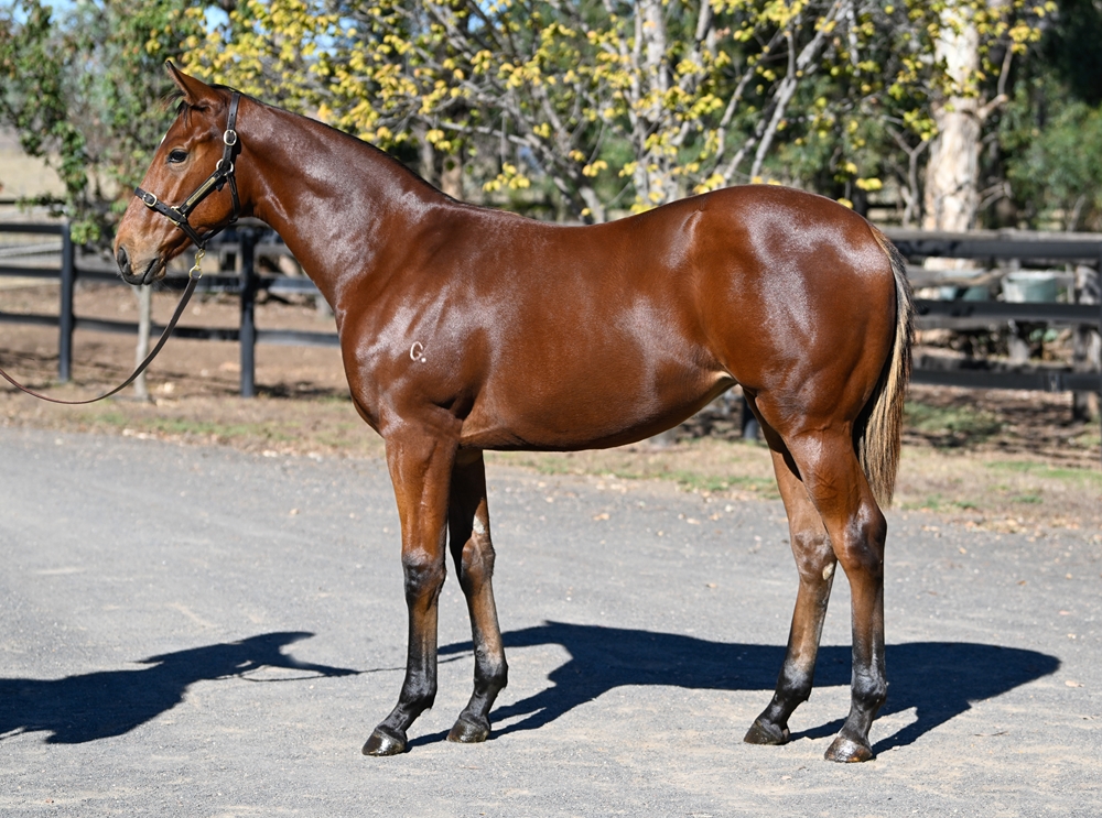 Farnan (AUS) / What's Going On (AUS) 2025 Filly - Image 1