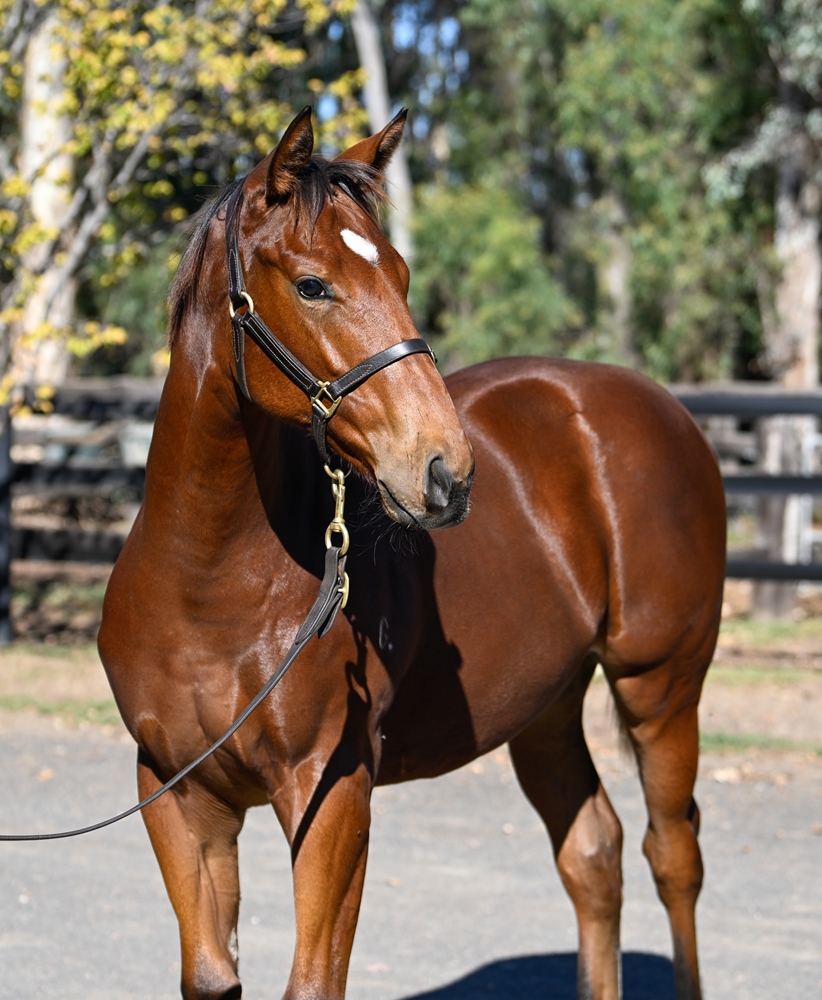 Farnan (AUS) / What's Going On (AUS) 2025 Filly - Image 2