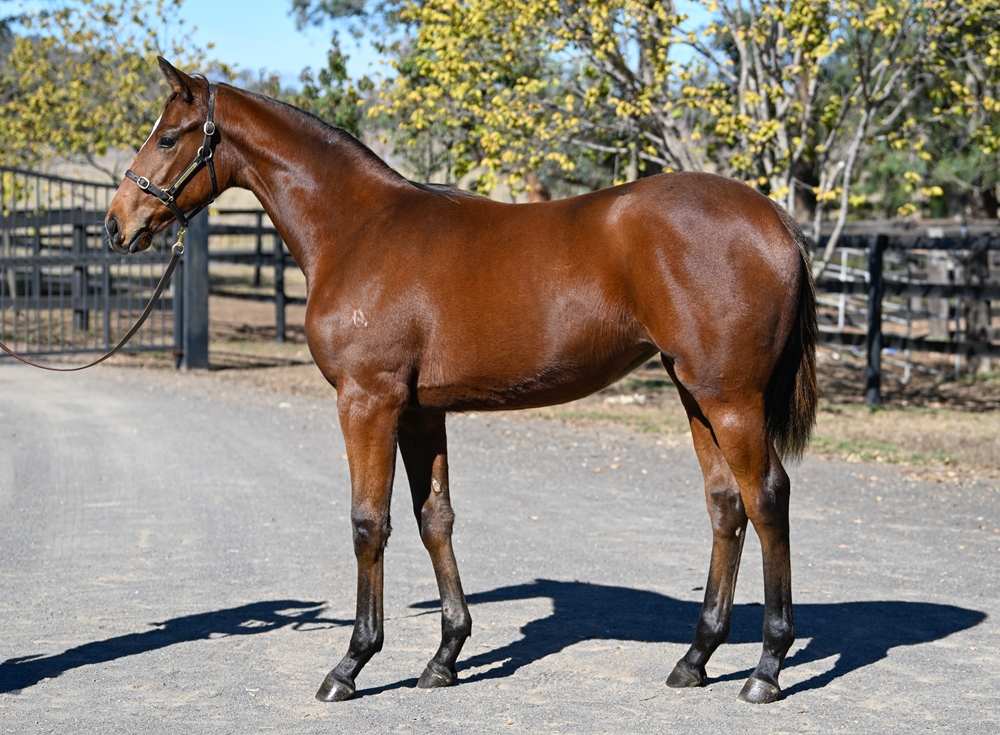 Hawaii Five Oh (AUS) / Diamond Pedrille (AUS) 2025 Filly - Image 1