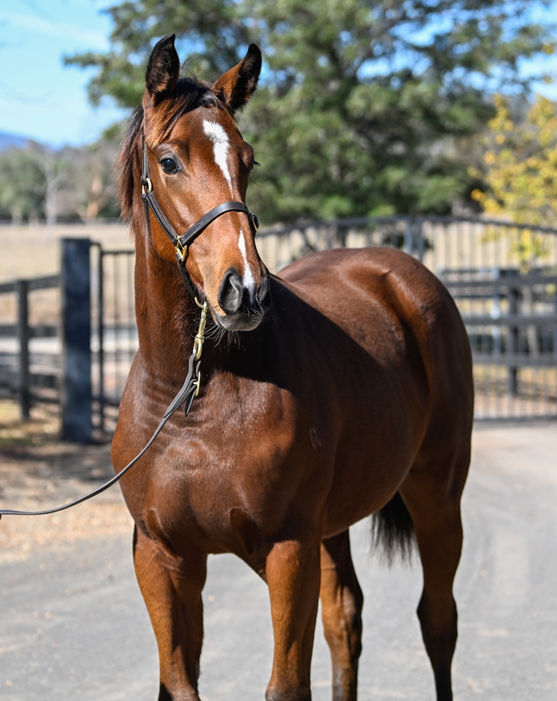 Hawaii Five Oh (AUS) / Diamond Pedrille (AUS) 2025 Filly - Image 2