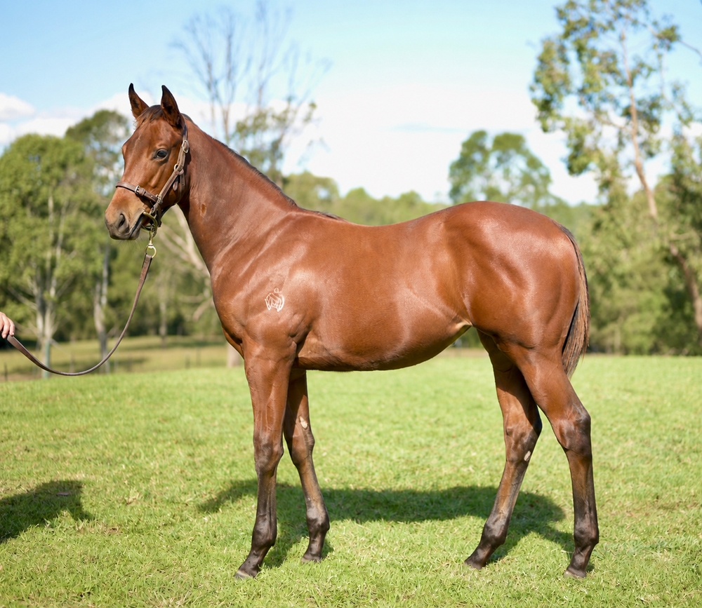 Shinzo (AUS) / Minjee (AUS) 2025 Filly - Image 1