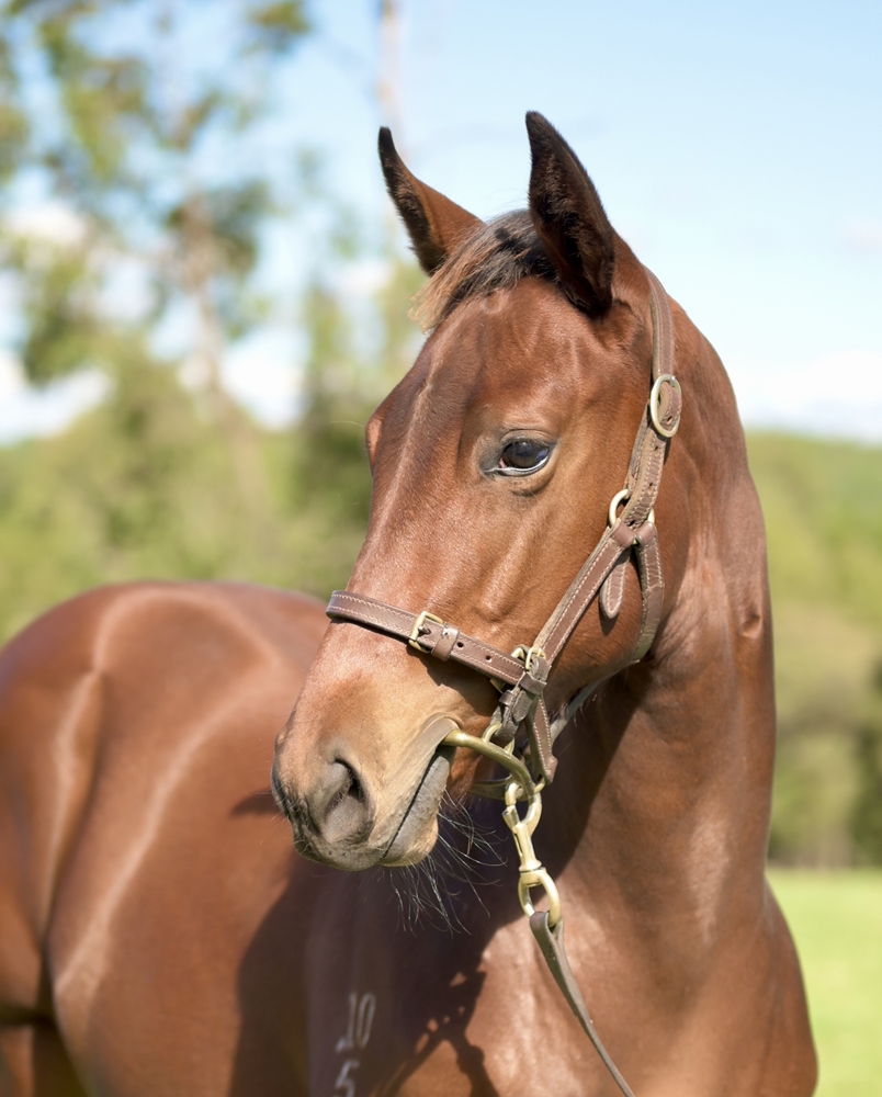 Shinzo (AUS) / Minjee (AUS) 2025 Filly - Image 2