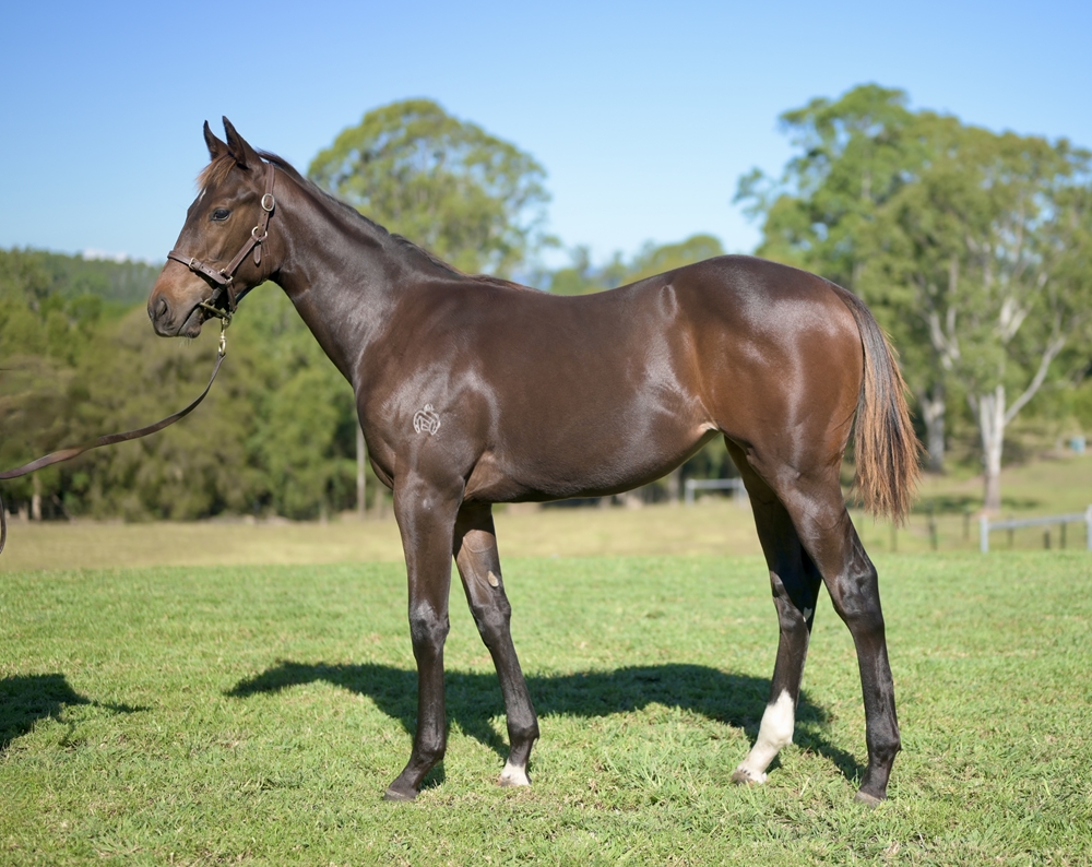 King's Gambit (AUS) / Missed the Alarm (NZ) 2025 Filly - Image 1