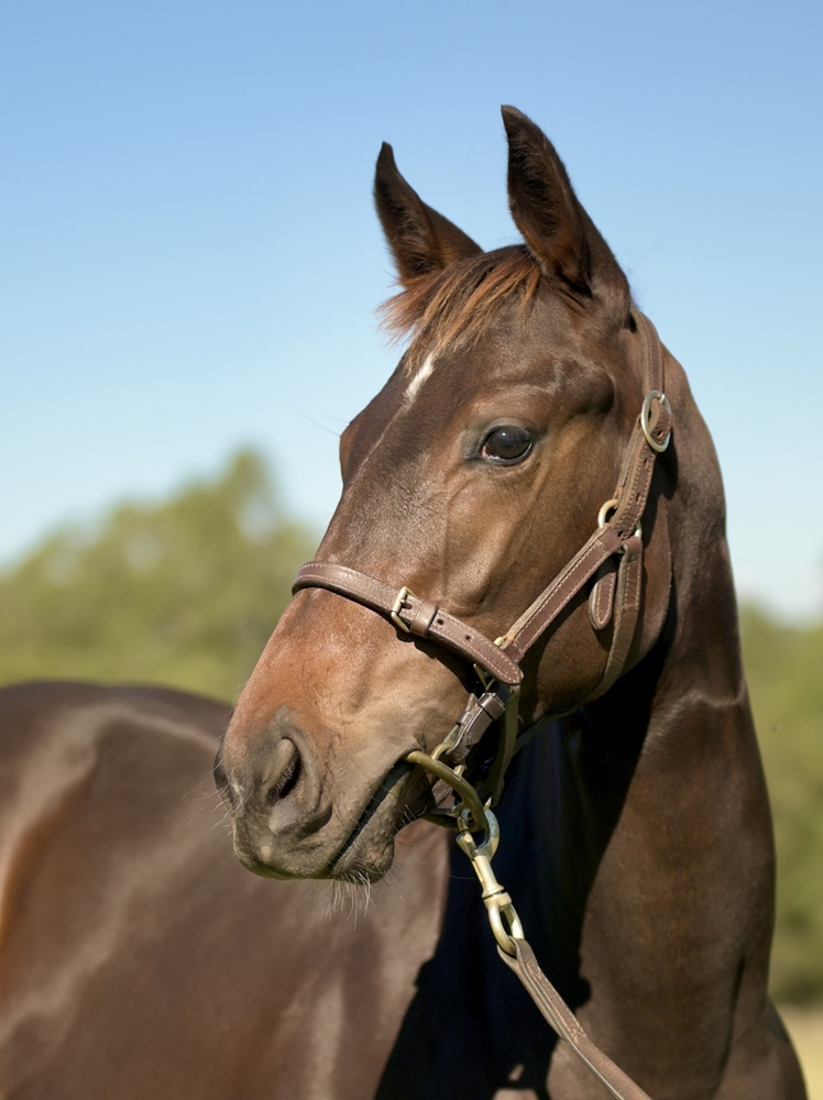 King's Gambit (AUS) / Missed the Alarm (NZ) 2025 Filly - Image 2