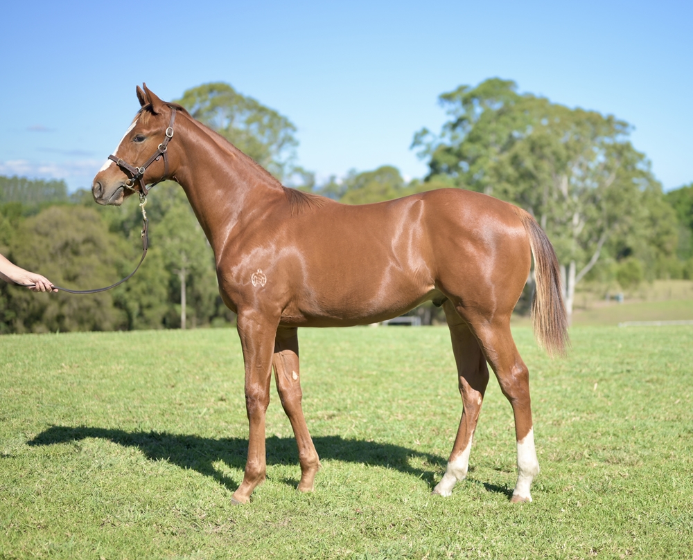 Castelvecchio (AUS) / Deepwater (AUS) 2025 Colt - Image 1
