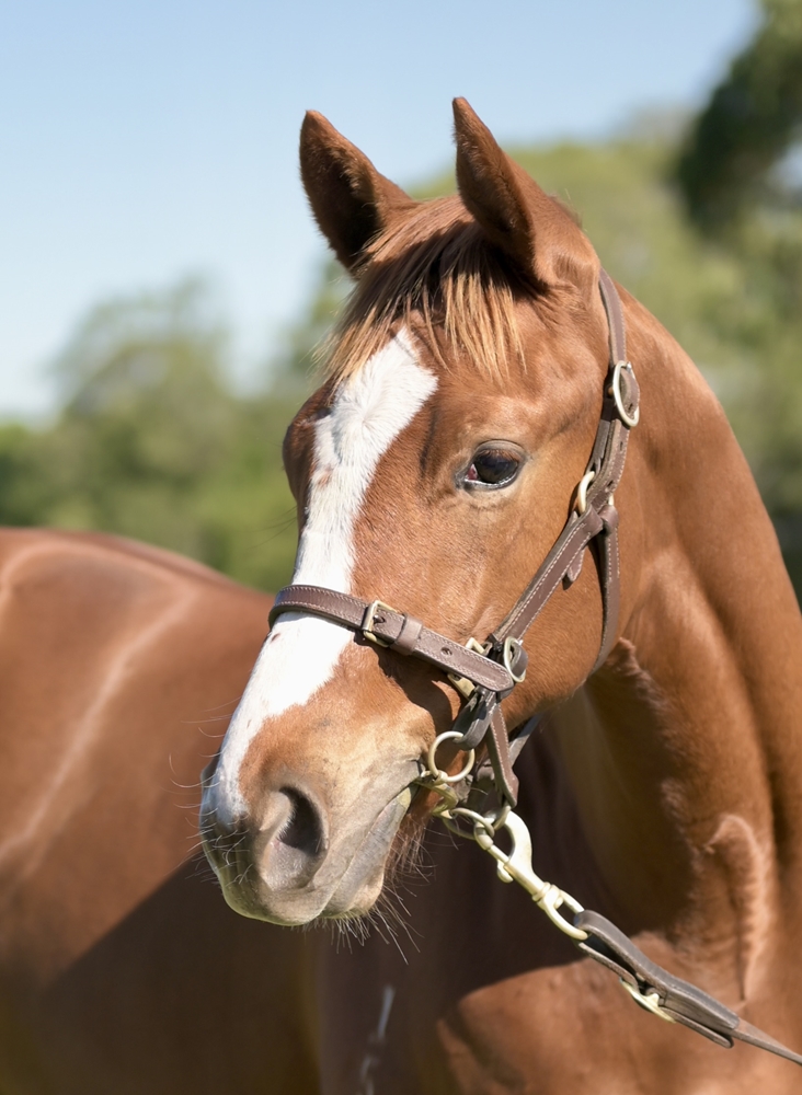 Castelvecchio (AUS) / Deepwater (AUS) 2025 Colt - Image 2