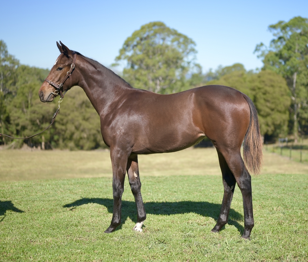 Alabama Express (AUS) / Elusive Jewel (AUS) 2025 Filly - Image 1