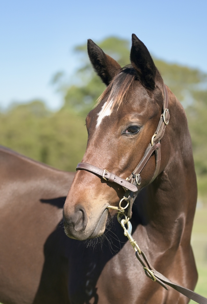 Alabama Express (AUS) / Elusive Jewel (AUS) 2025 Filly - Image 2