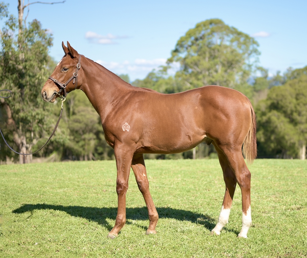 Pinatubo (IRE) / Enchantingly (AUS) 2025 Colt - Image 1