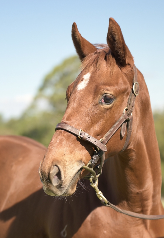 Pinatubo (IRE) / Enchantingly (AUS) 2025 Colt - Image 2