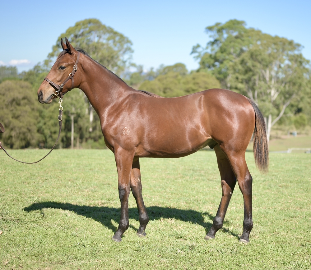 King's Legacy (AUS) / Cambric (AUS) 2025 Colt - Image 3