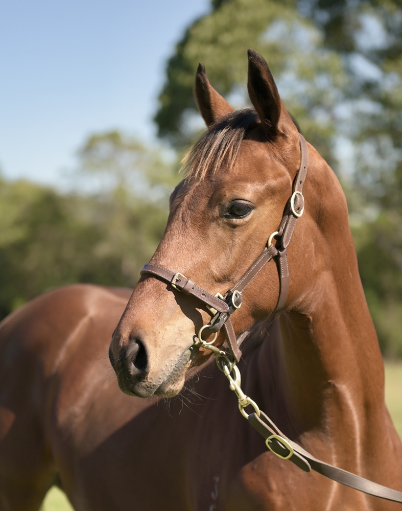 King's Legacy (AUS) / Cambric (AUS) 2025 Colt - Image 4